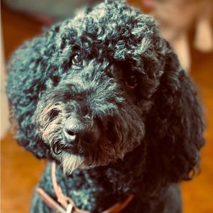 Meet your Posher, Kelley